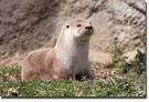 th_otter.jpg